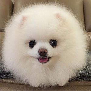 Meet your Posher, Morgan